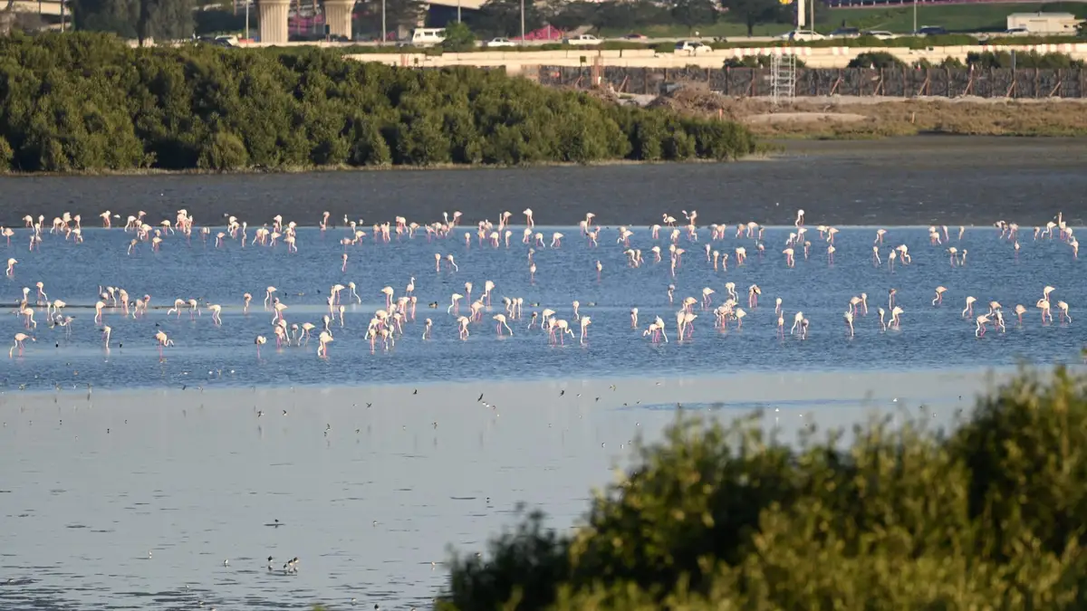 Habitat Restoration Project in Ras al Khor Wildlife Sanctuary — project cover image