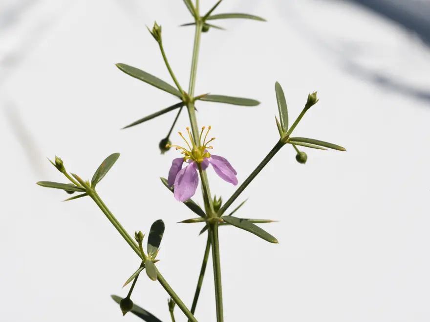 Nature-Based Solutions — BioConserve